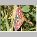 Pyrausta purpuralis - Purpuroter Zuensler 03.jpg